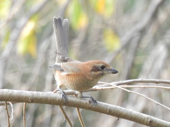 2023年11月7日(火) 京都御苑の野鳥観察記録