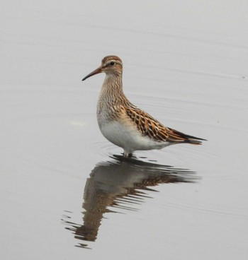 Pectoral Sandpiper Unknown Spots Thu, 10/5/2023