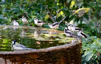 Fri, 11/3/2023 Birding report at 権現山(弘法山公園)