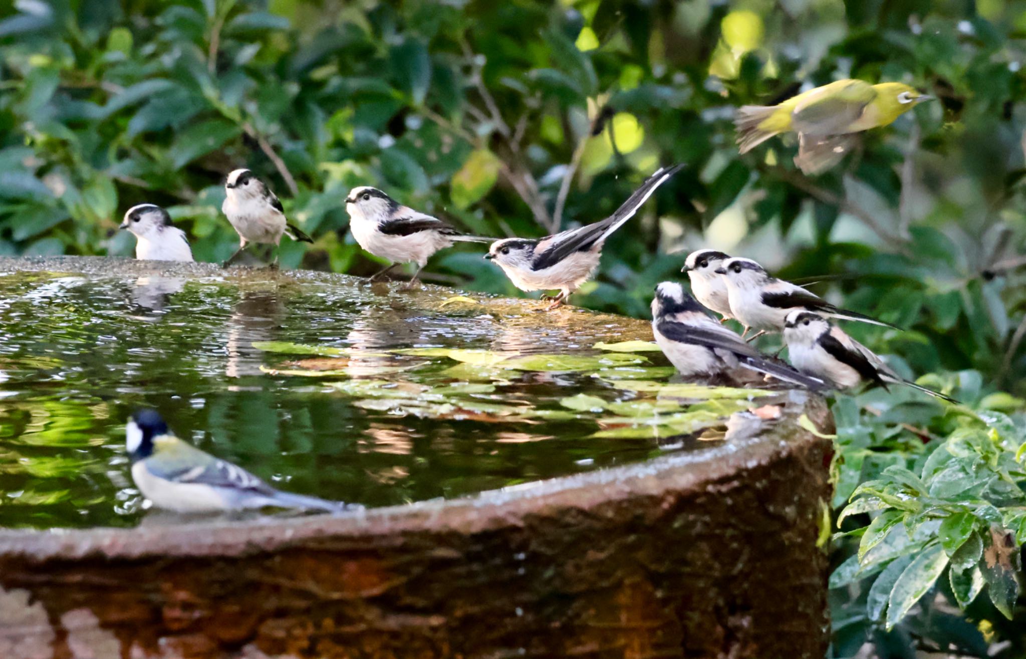 Long-tailed Tit