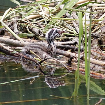 2014年5月25日(日) 琵琶湖の野鳥観察記録