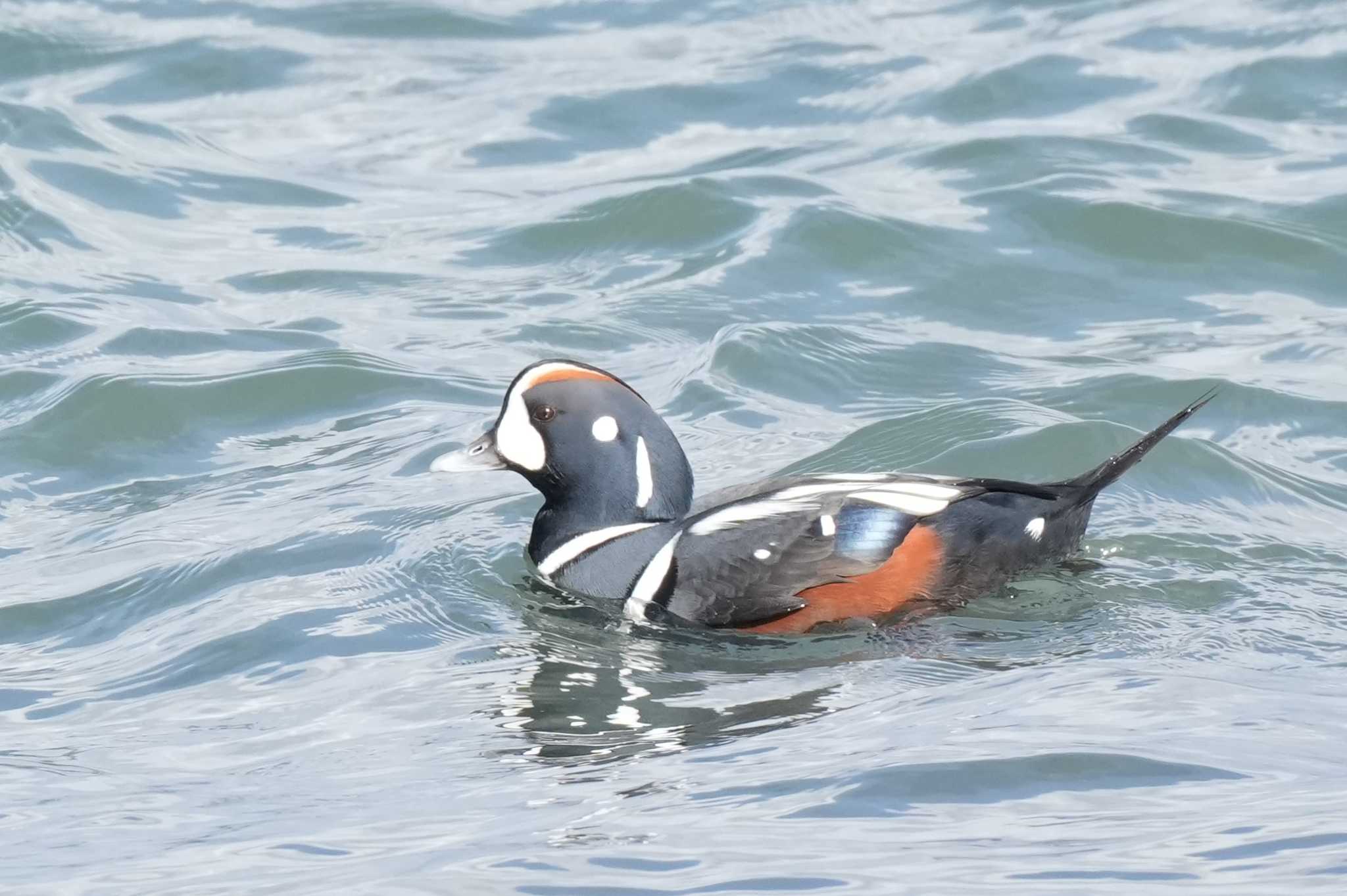 北海道 シノリガモの写真 by どばと