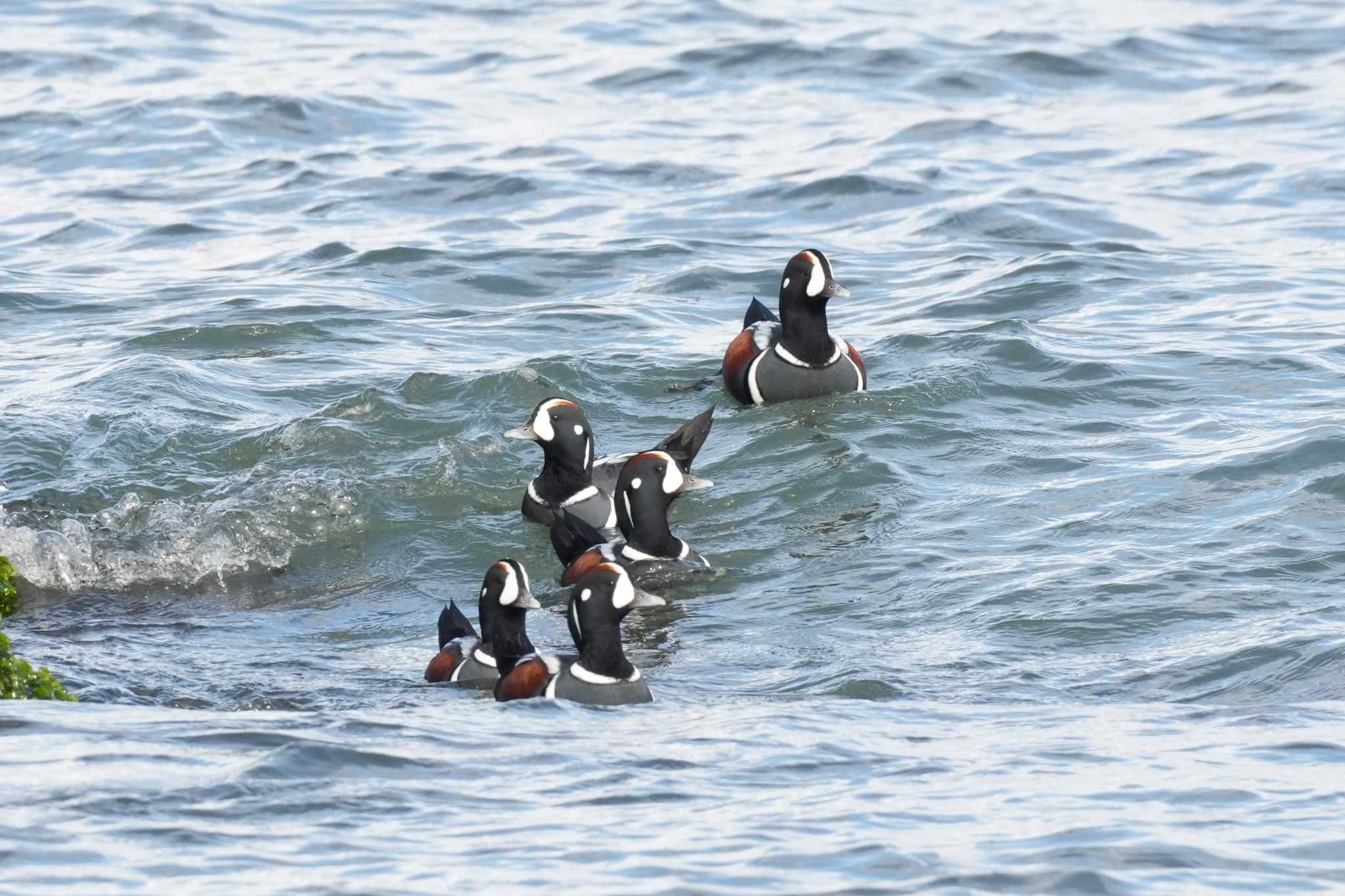 北海道 シノリガモの写真 by どばと