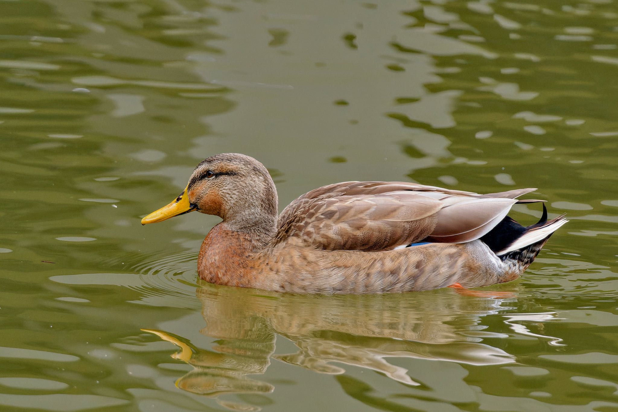 Mallard