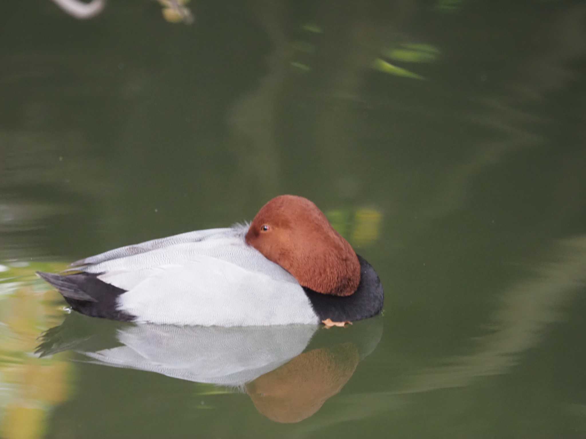 善福寺公園 ホシハジロの写真 by さとーで