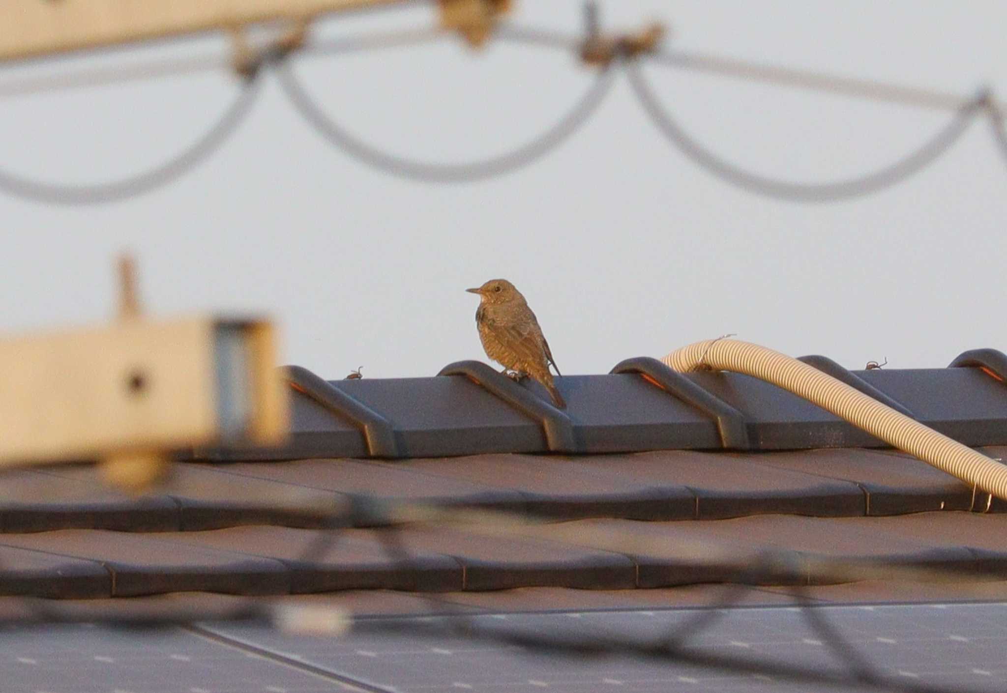 Blue Rock Thrush