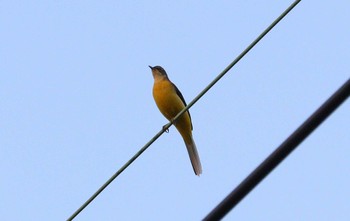 Fri, 11/3/2023 Birding report at 自宅近辺