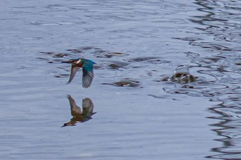 Common Kingfisher 山口県下松市 Mon, 11/6/2023