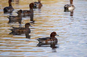 ヒドリガモ 東京港野鳥公園 2023年10月29日(日)