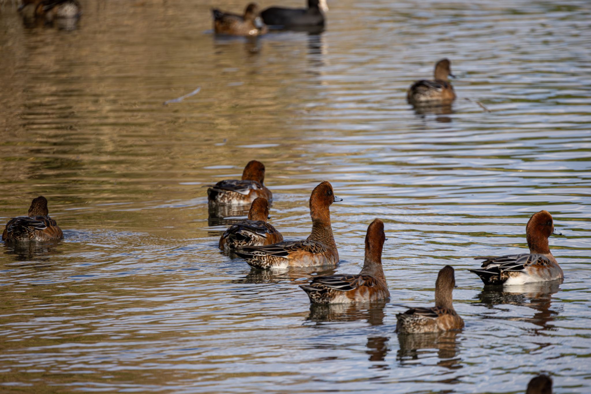 東京港野鳥公園 ヒドリガモの写真