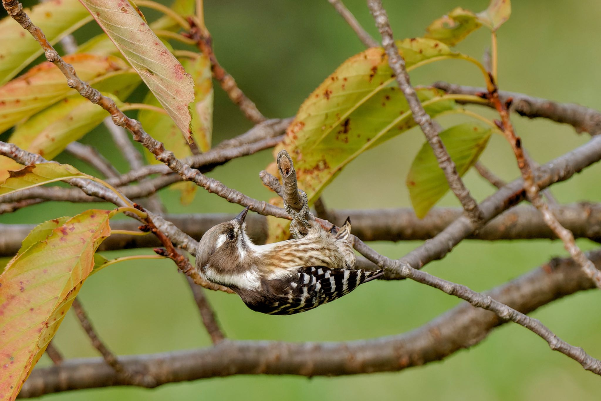 Photo of Japanese Pygmy Woodpecker at 竹山池 by アポちん