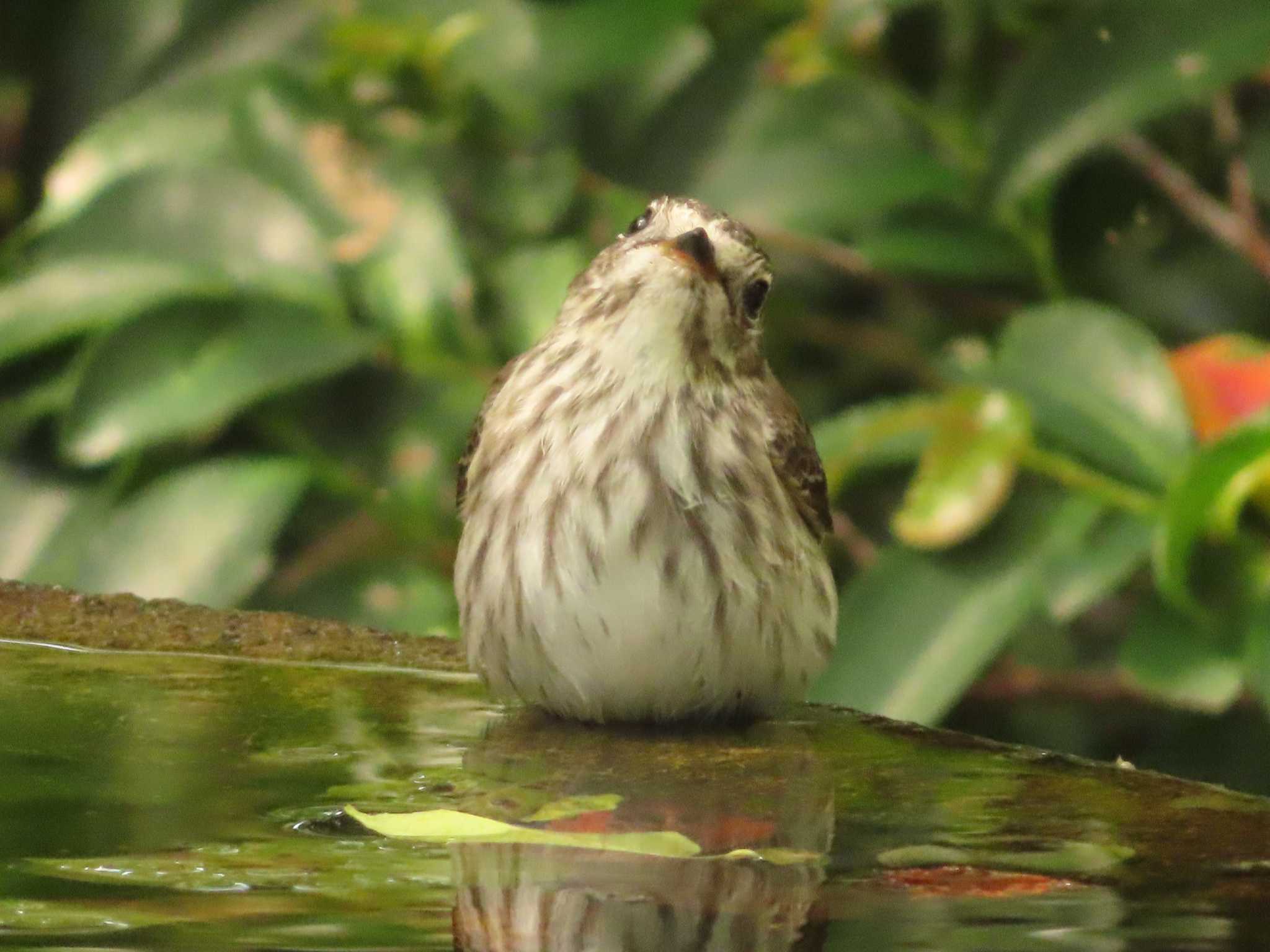 権現山(弘法山公園) エゾビタキの写真