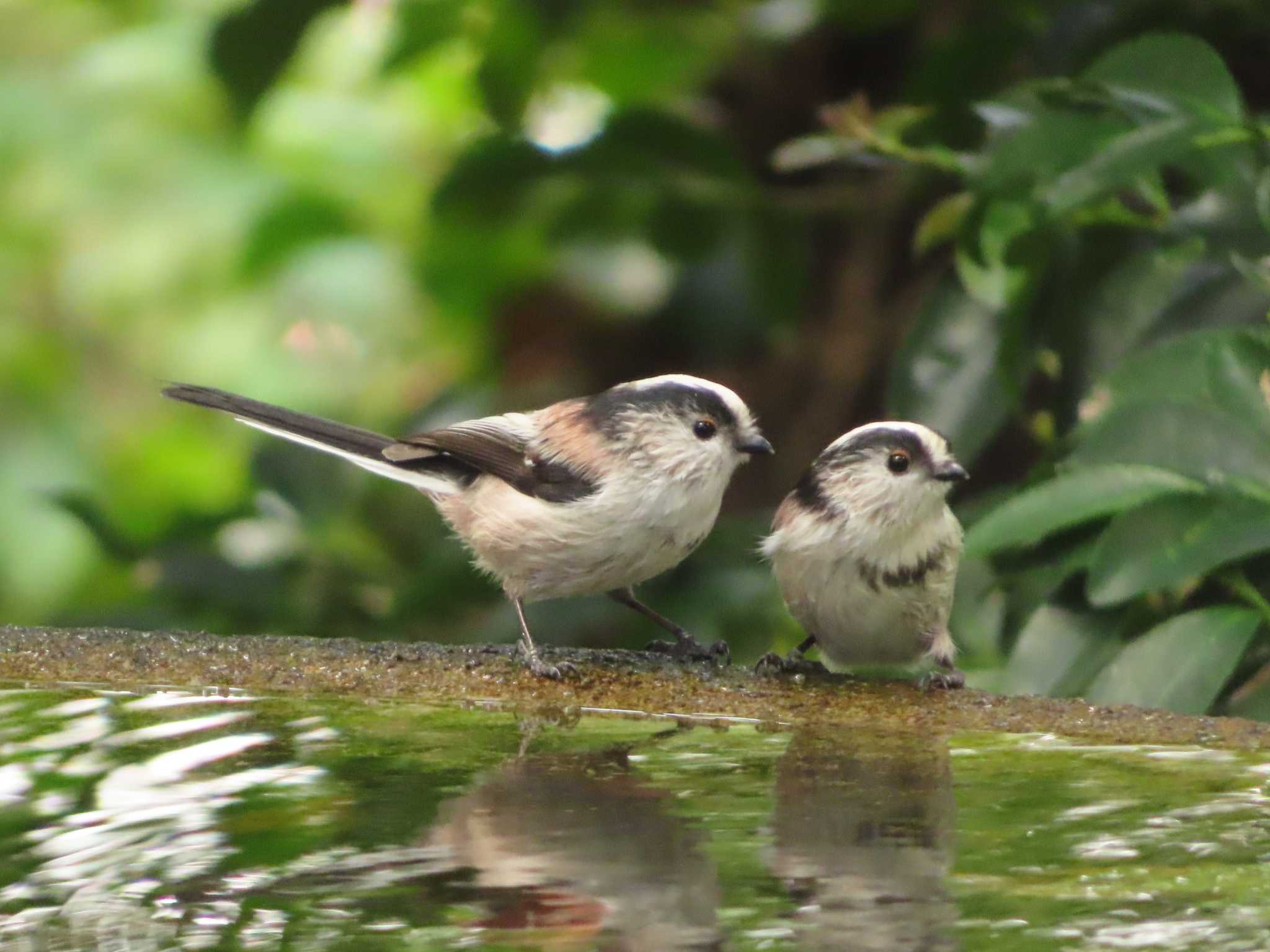 権現山(弘法山公園) エナガの写真