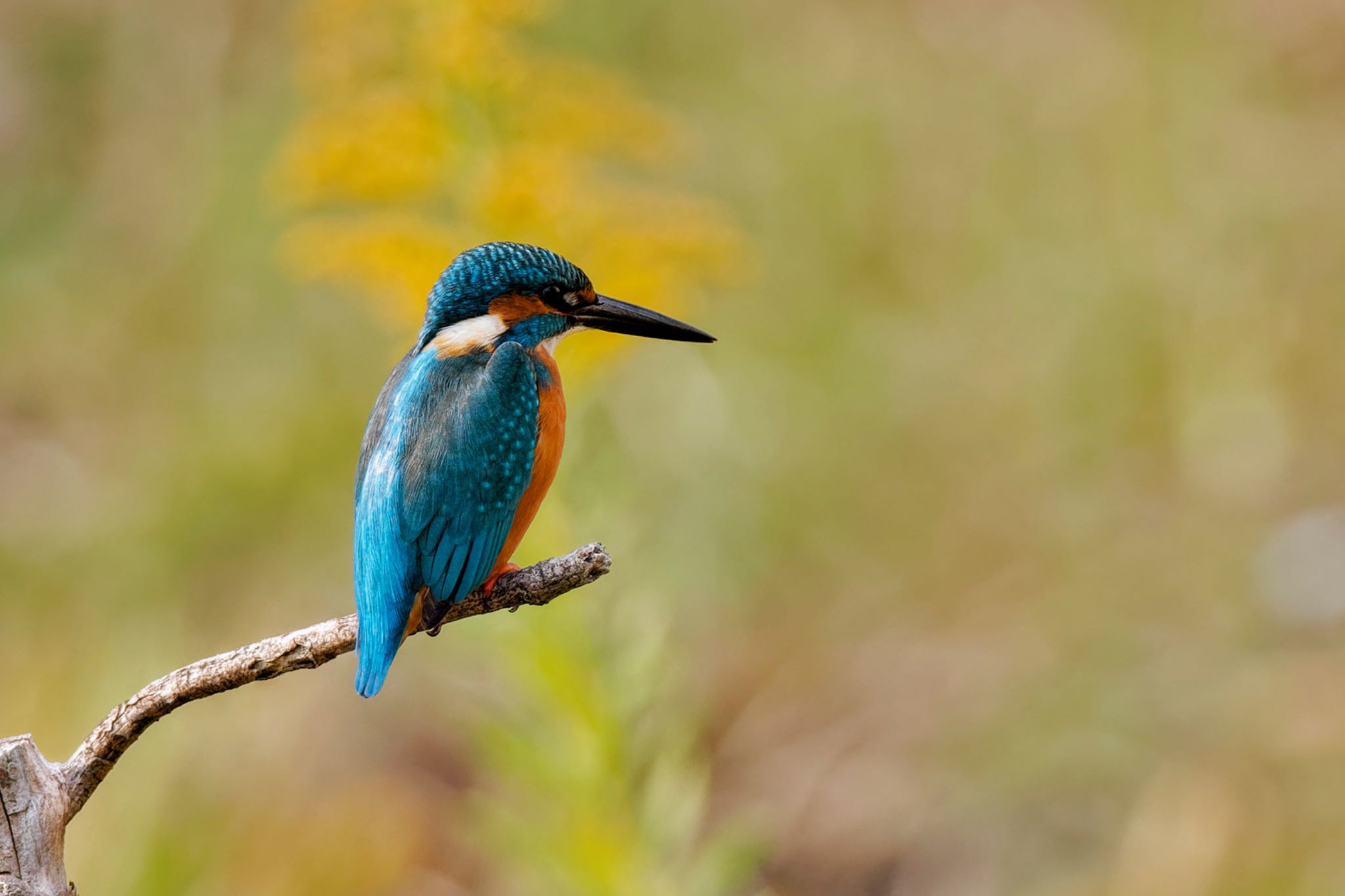 Common Kingfisher