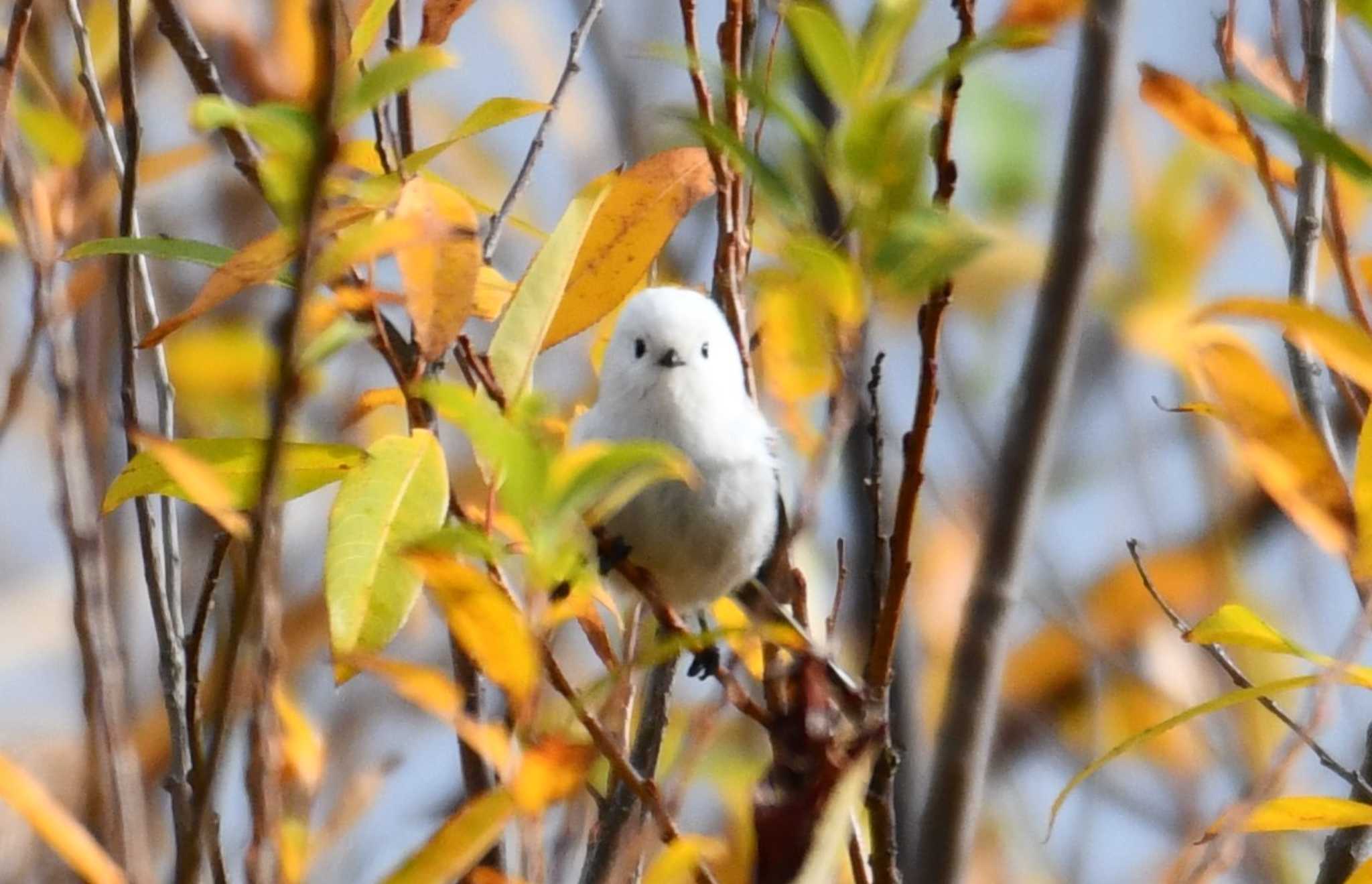 札幌モエレ沼公園 シマエナガの写真