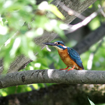 Sun, 5/4/2014 Birding report at 本巣市