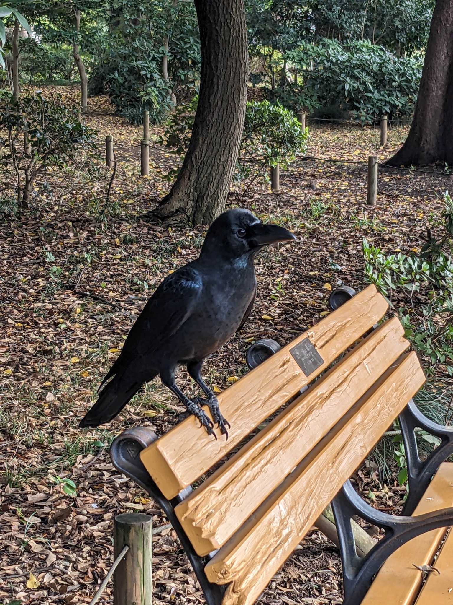 井の頭公園 ハシブトガラスの写真 by アカウント14463