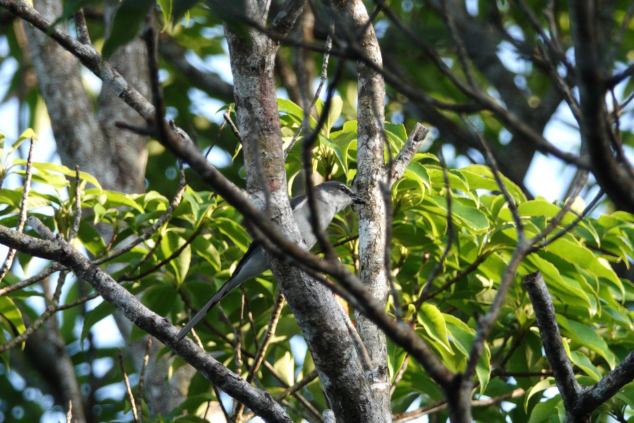 Ryukyu Minivet