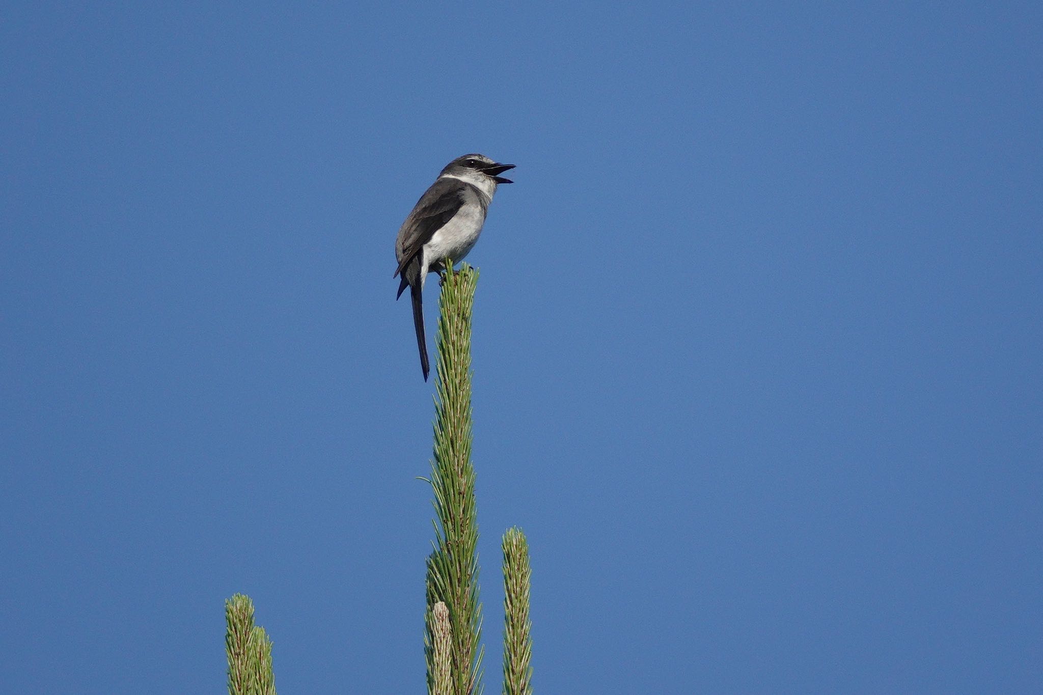 Ryukyu Minivet