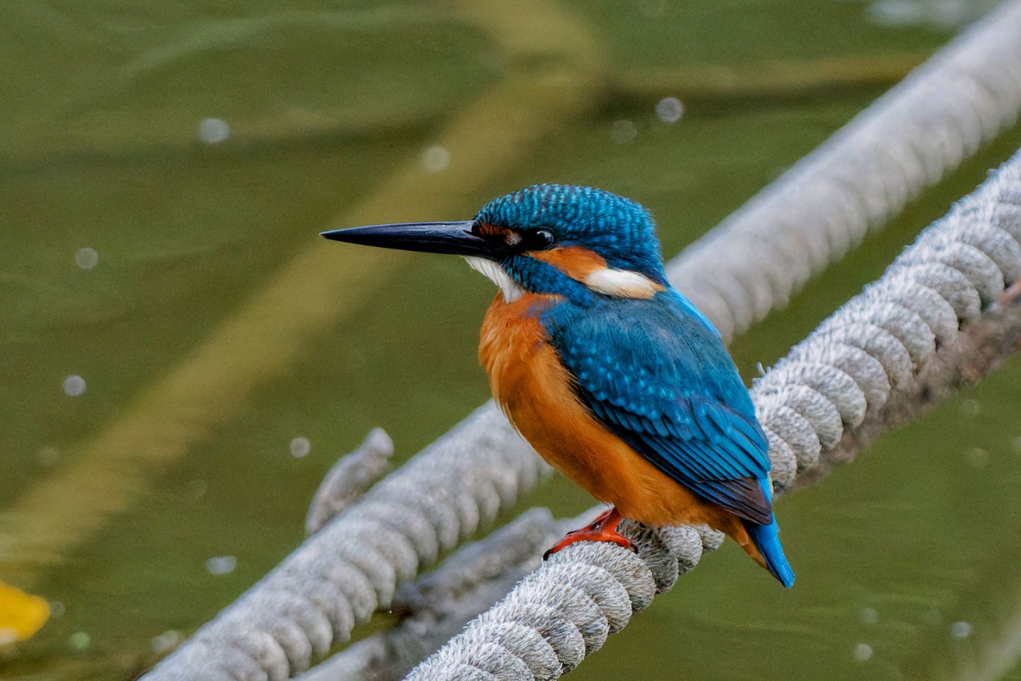 Common Kingfisher