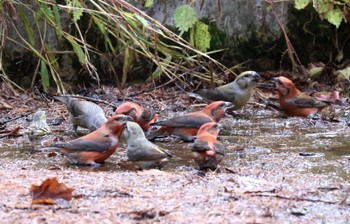 2023年11月4日(土) 山梨県の野鳥観察記録