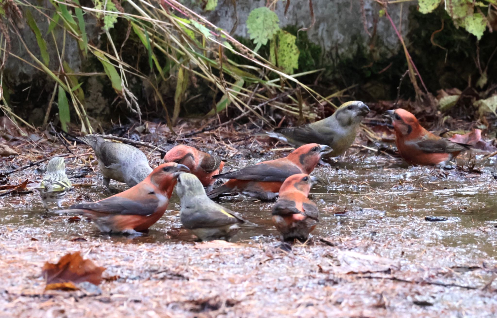 Red Crossbill