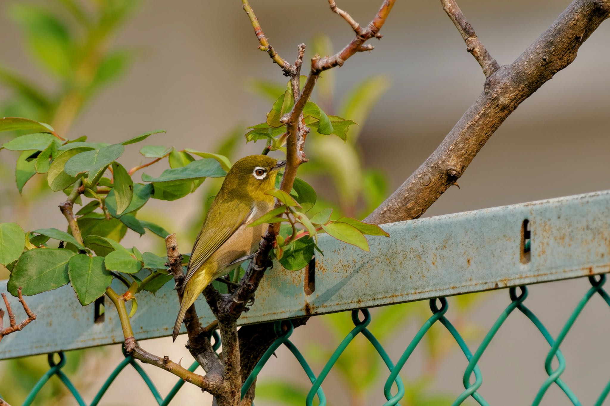 Warbling White-eye