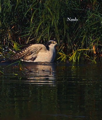 Eurasian Goshawk Unknown Spots Unknown Date