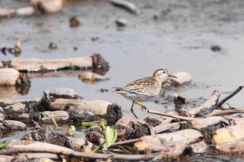 Sharp-tailed Sandpiper Inashiki Wed, 10/18/2023