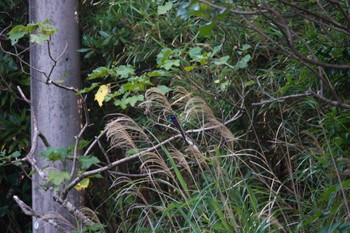 リュウキュウサンコウチョウ 沖縄県 2023年5月11日(木)