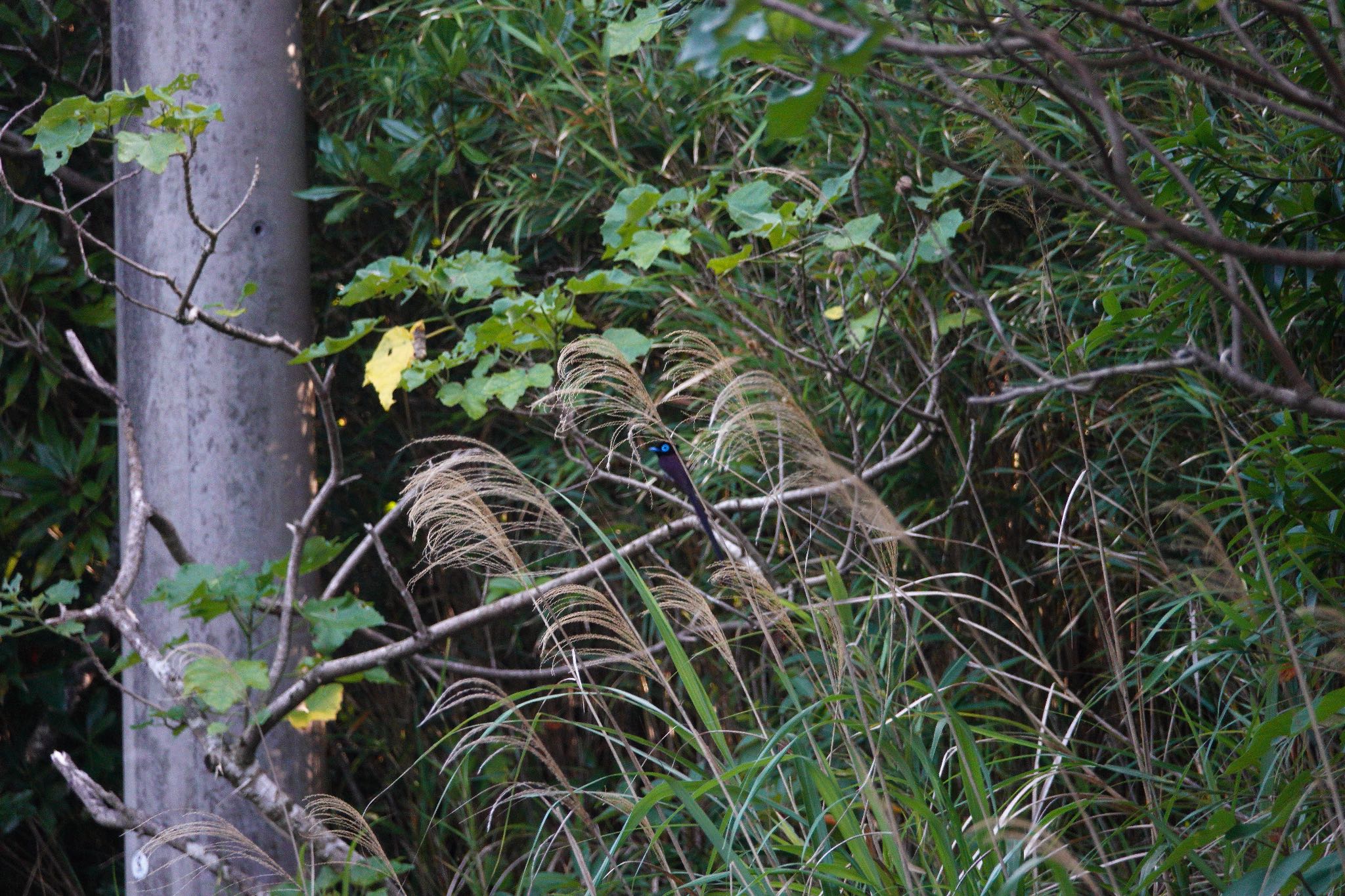 Black Paradise Flycatcher(illex)