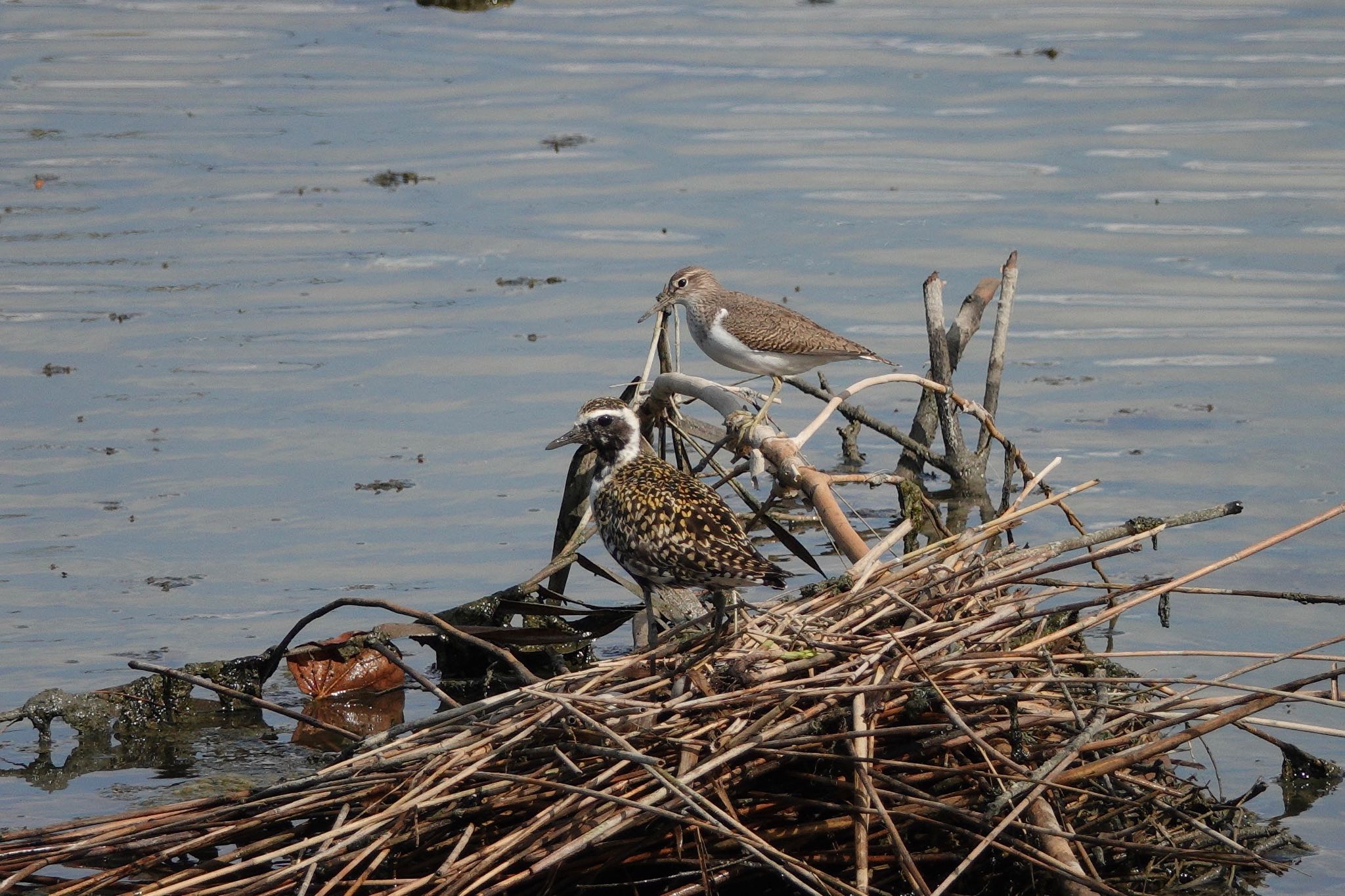 Pacific Golden Plover