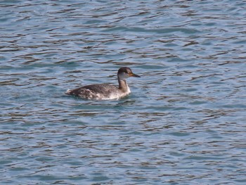 2023年2月22日(水) 志津川湾の野鳥観察記録