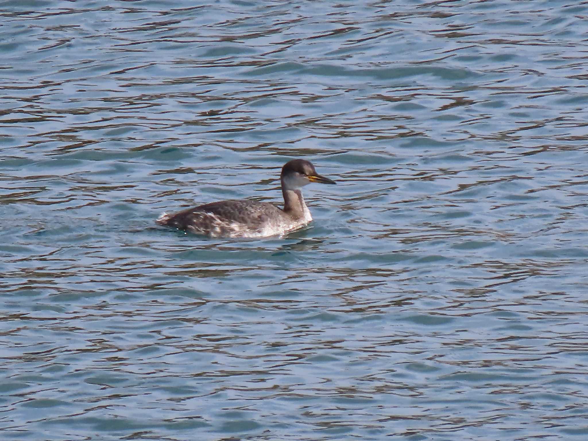 Red-necked Grebe