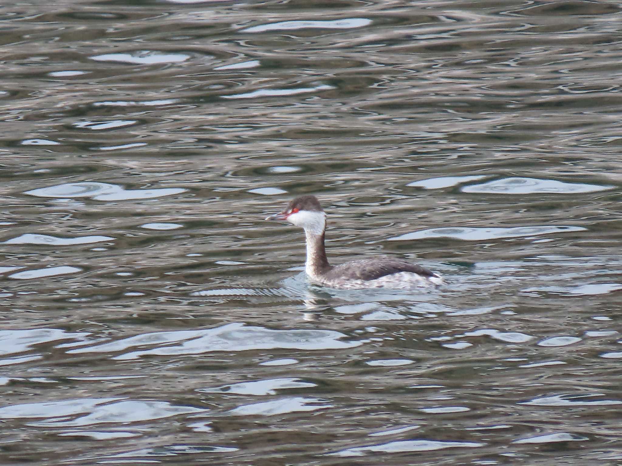 Horned Grebe