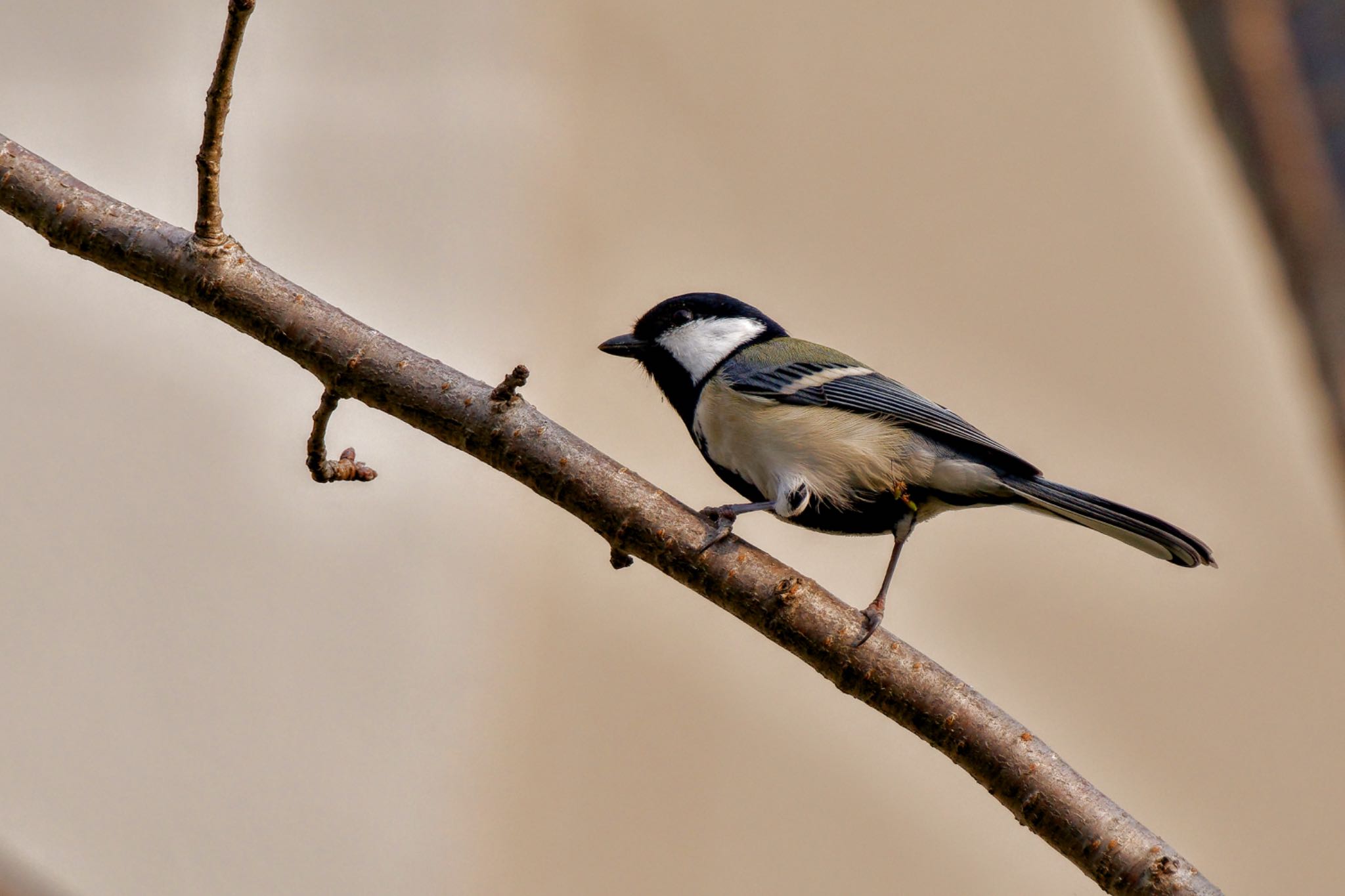 Japanese Tit