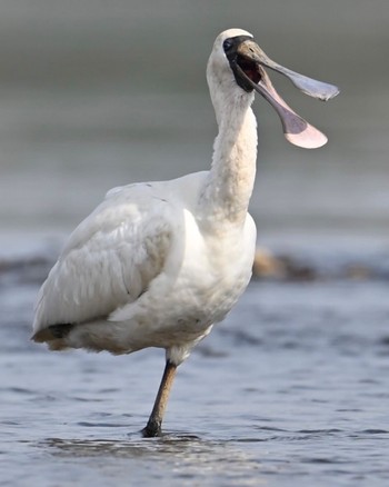 Black-faced Spoonbill Unknown Spots Unknown Date