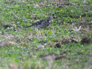 Sun, 11/5/2023 Birding report at 木更津市