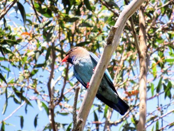Oriental Dollarbird Narrabeen, NSW, Australia Tue, 11/7/2023