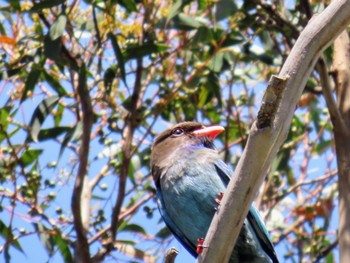 Oriental Dollarbird Narrabeen, NSW, Australia Tue, 11/7/2023