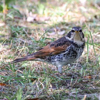 Dusky Thrush 西宮市 鳴尾浜 Thu, 11/2/2023