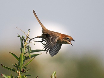 Bull-headed Shrike 兵庫県西宮市 武庫川 Fri, 11/3/2023