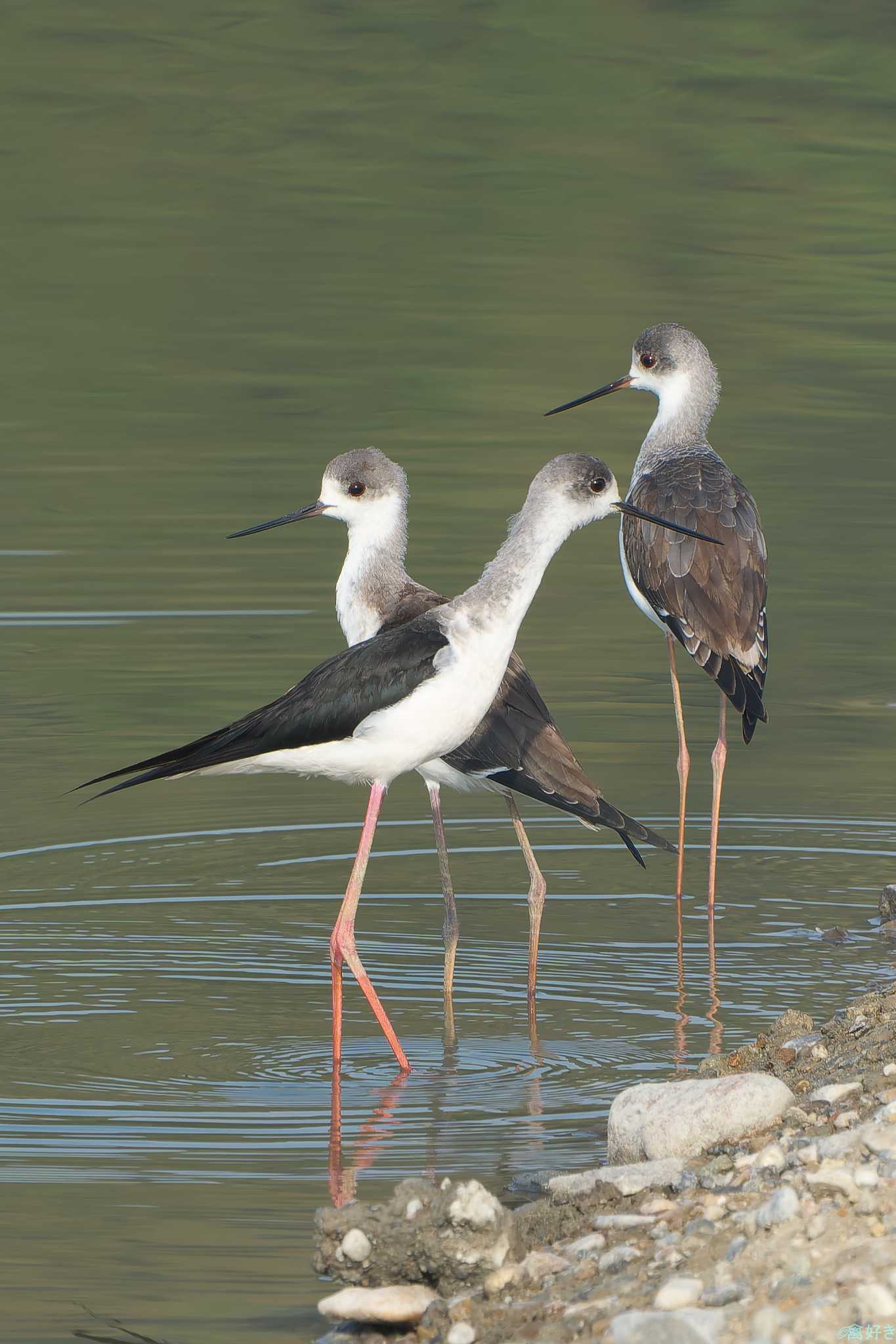 Black-winged Stilt