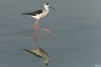 Black-winged Stilt 兵庫県神戸市西区 Sat, 11/4/2023