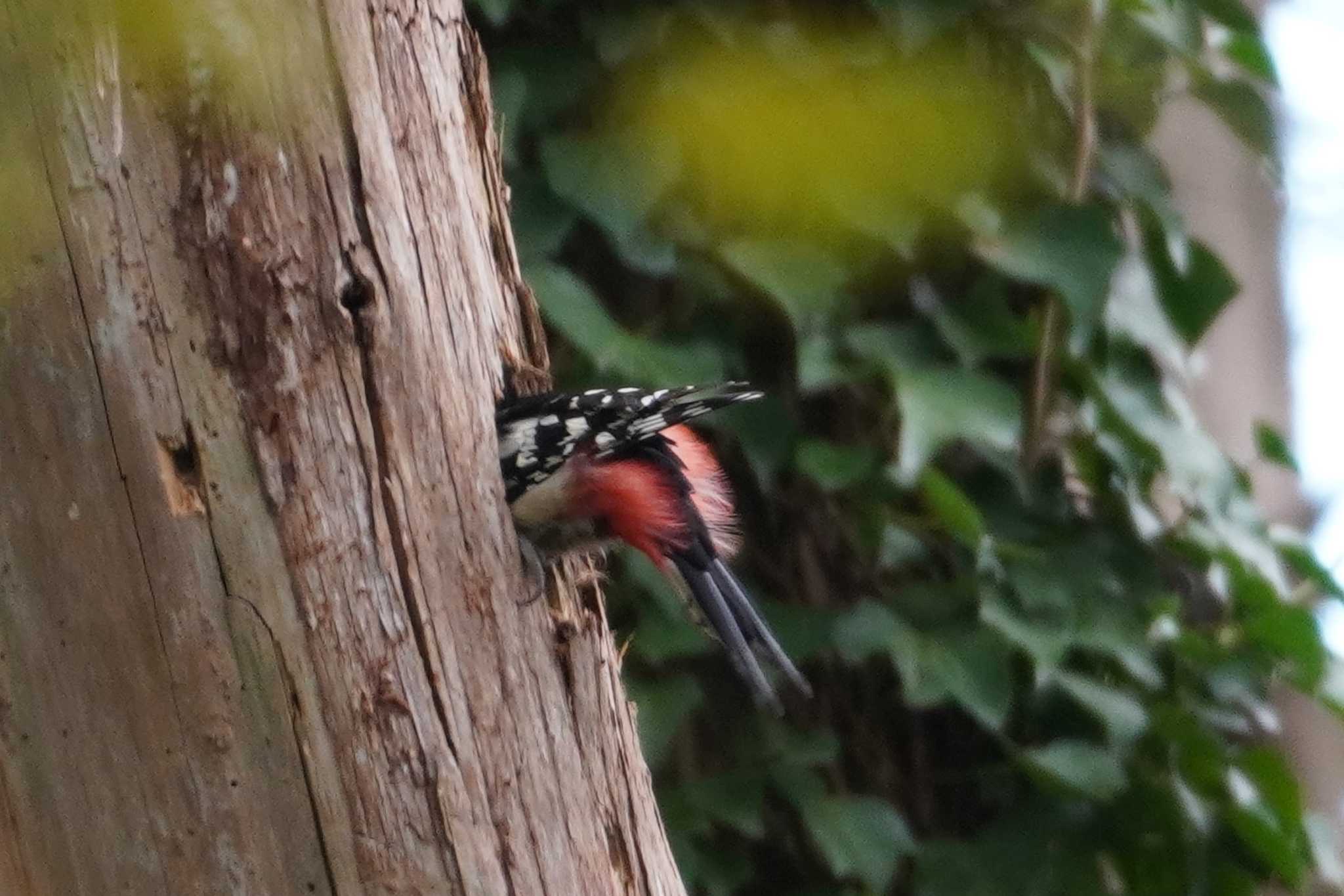 水元公園 アカゲラの写真