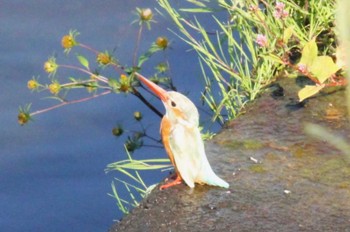 Common Kingfisher 神奈川県 柏尾川 Thu, 11/2/2023