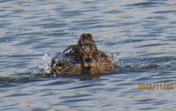 マガモ 葛西臨海公園 2023年11月2日(木)