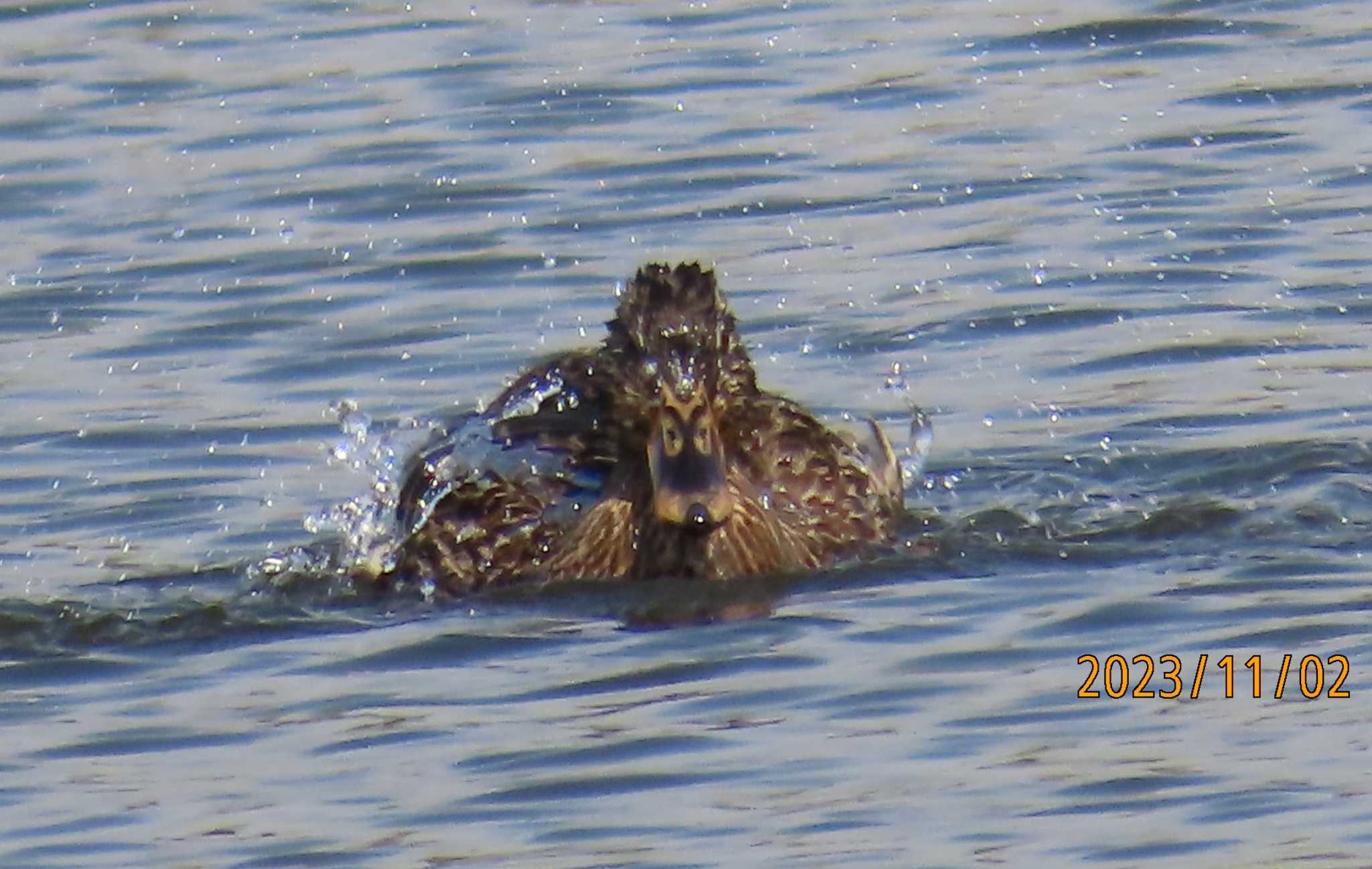 葛西臨海公園 マガモの写真