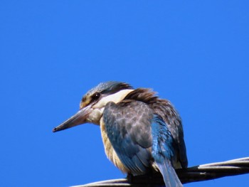 Sacred Kingfisher Willoughby, NSW, Australia Mon, 11/6/2023