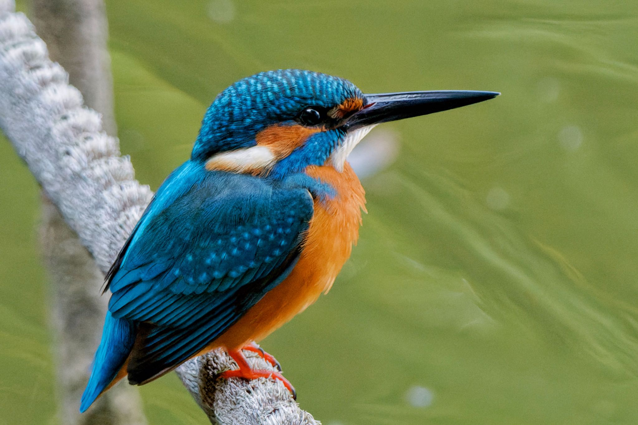 Common Kingfisher